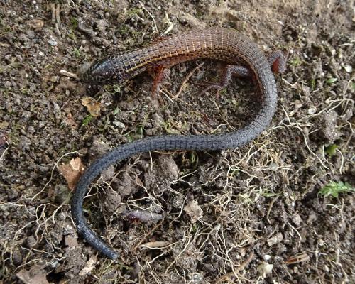 En el Alto de San Miguel fue hallada una nueva especie de lagarto